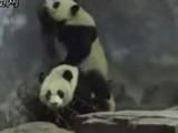 Panda Prison Break